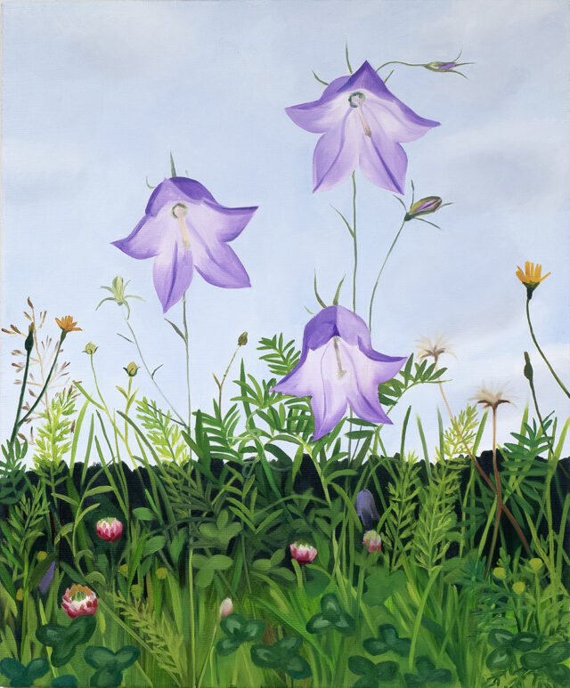 Harebells
