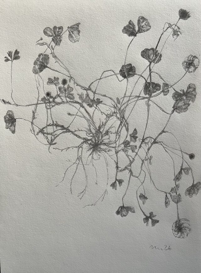 Piirustus valkoapilasta 1.