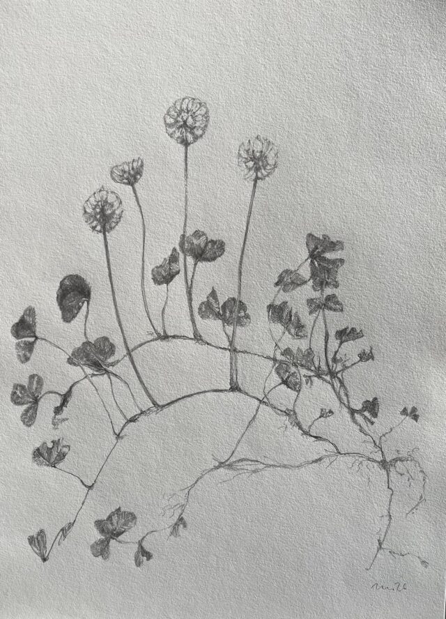 Piirustus valkoapilasta 3.