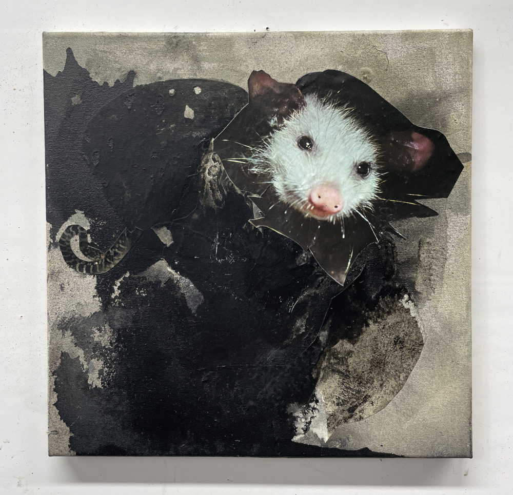 Opossumi - Image 2