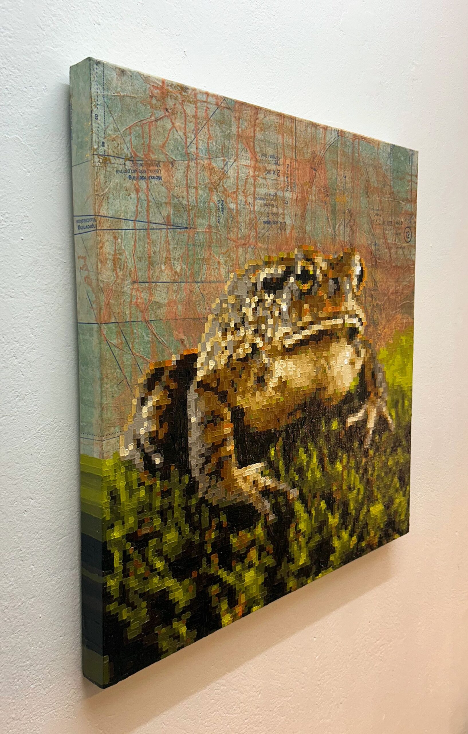 Bufo bufo - Image 2
