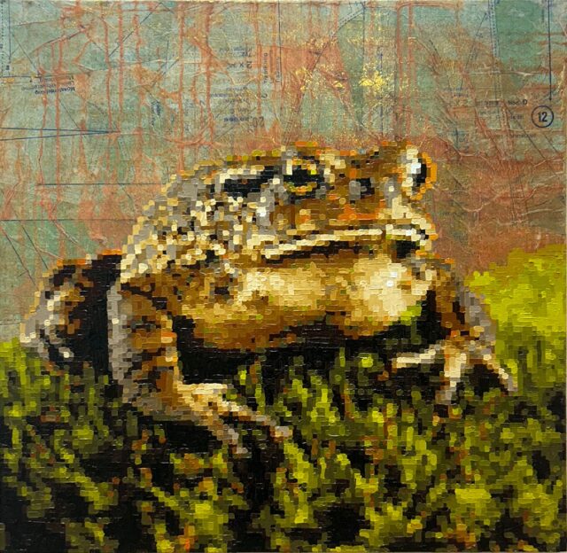Bufo bufo
