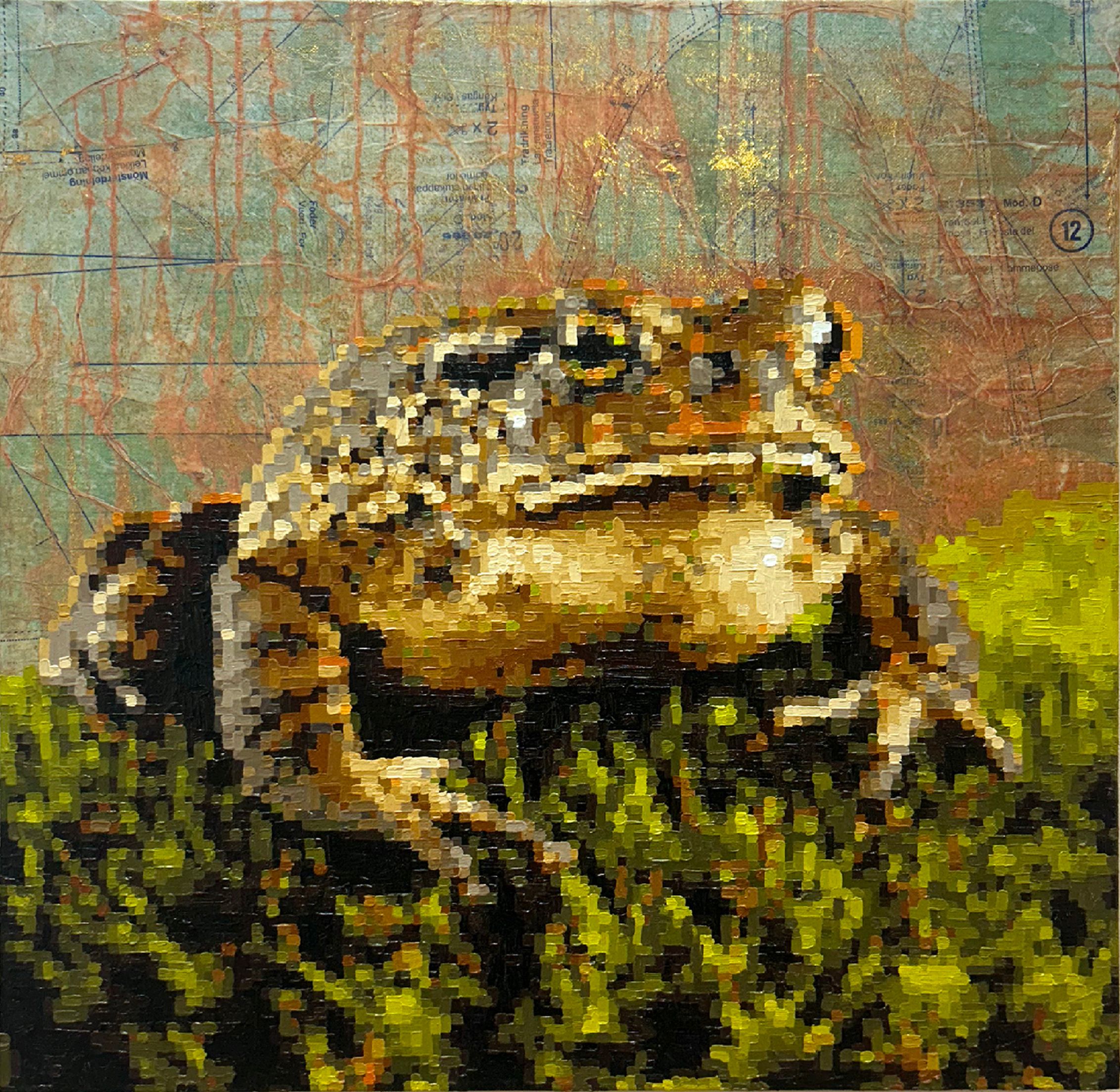 Bufo bufo